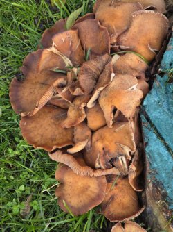 photo_2025-11-02_11-35-13 (2).jpg