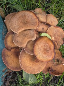 photo_2025-11-02_11-35-13 (3).jpg